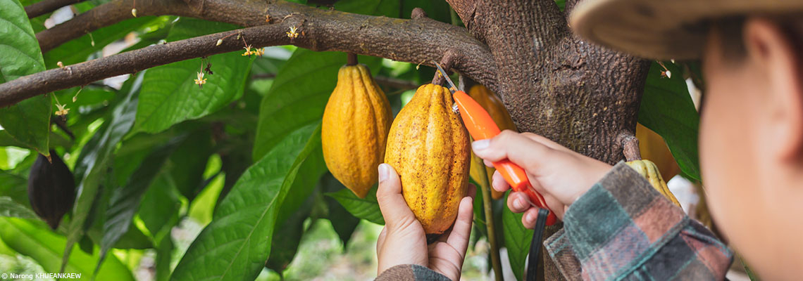 Filière cacao : entre hausse des prix, crise écologique et baisse de la productivité, se transformer pour survivre