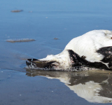 <br />
<b>Warning</b>:  Undefined variable $full_image_alt_txt in <b>/homepages/46/d207645388/htdocs/viesaineetzen.com/templates/shaper_gazette/html/layouts/joomla/content/intro_image.php</b> on line <b>70</b><br />
