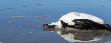 <br />
<b>Warning</b>:  Undefined variable $full_image_alt_txt in <b>/homepages/46/d207645388/htdocs/viesaineetzen.com/templates/shaper_gazette/html/layouts/joomla/content/intro_image.php</b> on line <b>70</b><br />
