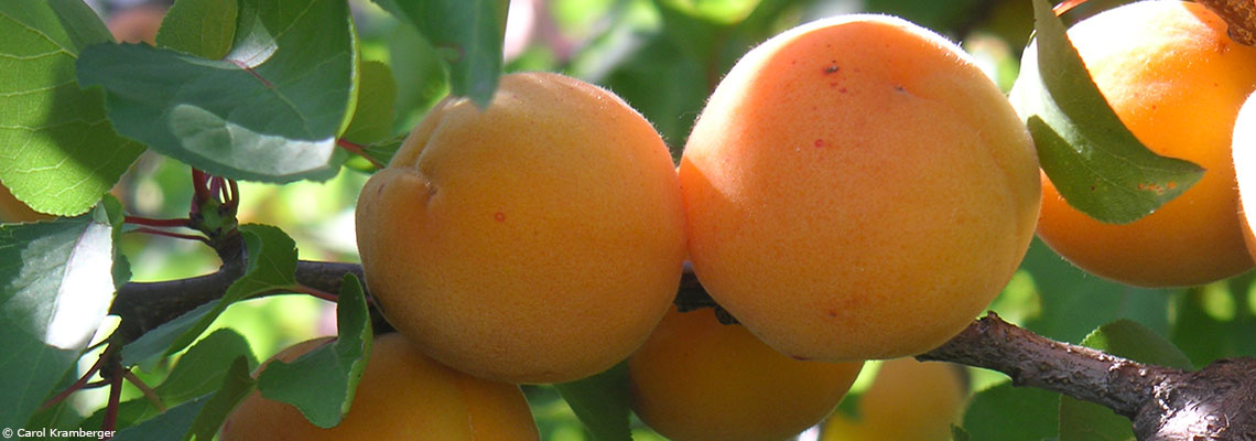 L'abricot, fruit de printemps