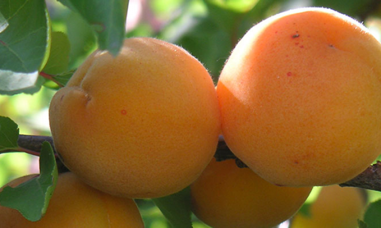 L'abricot, fruit de printemps