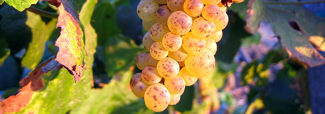 Œnologie : l’agriculture bio améliore bien le goût du vin