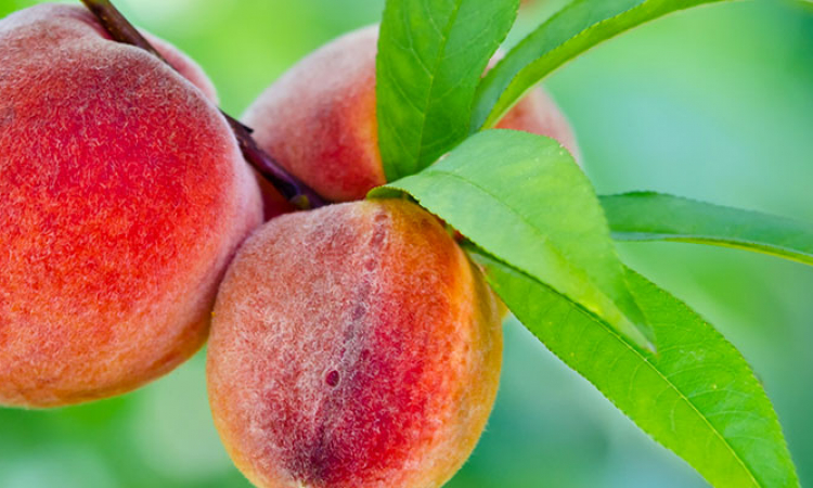 La pêche, fruit d'été