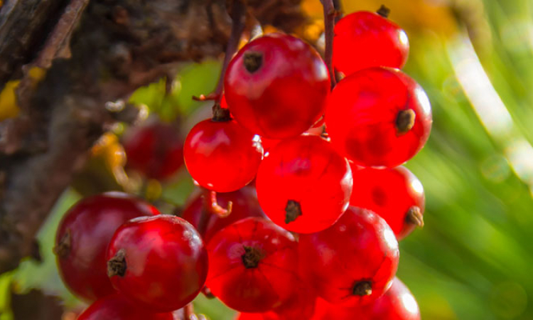 La groseille : superfruit de l'été
