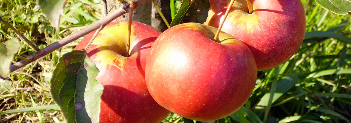 La pomme : le fruit