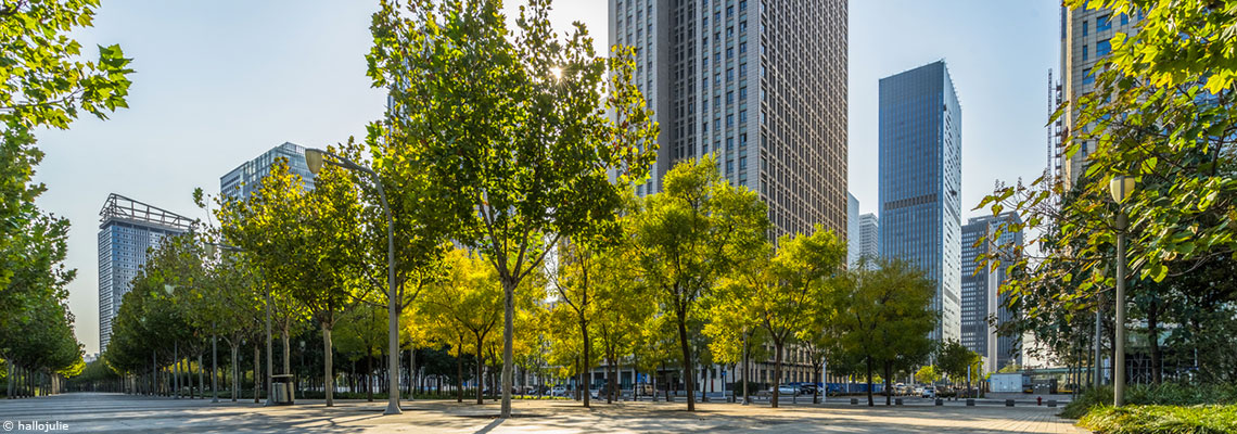 71 % des espèces d’arbres des grandes villes françaises seront à risque d’ici 2050