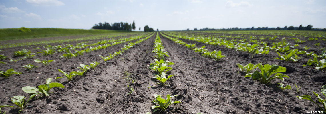 Néonicotinoïdes : la France n’autorisera plus l’usage du pesticide dans les champs de betteraves sucrières