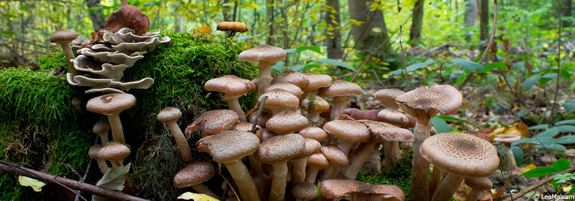 Quand les champignons et les plantes coopèrent : découvrez le mycobiote
