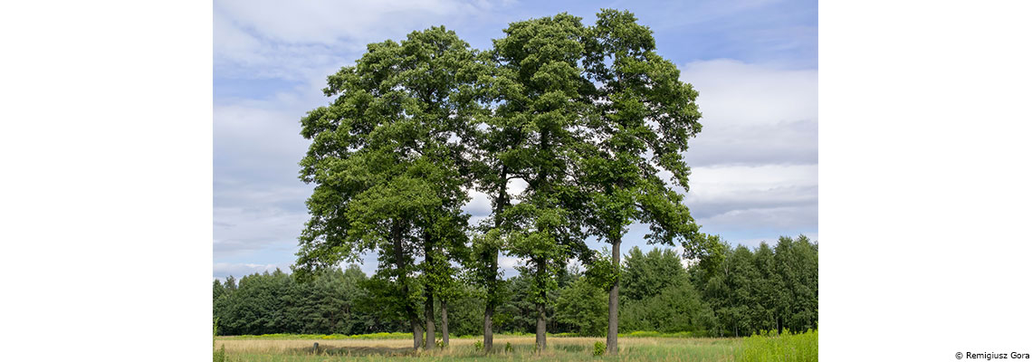 L’aulne : vivre en symbiose