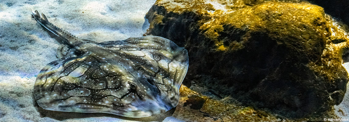 La raie : le poisson idéal pour les enfants