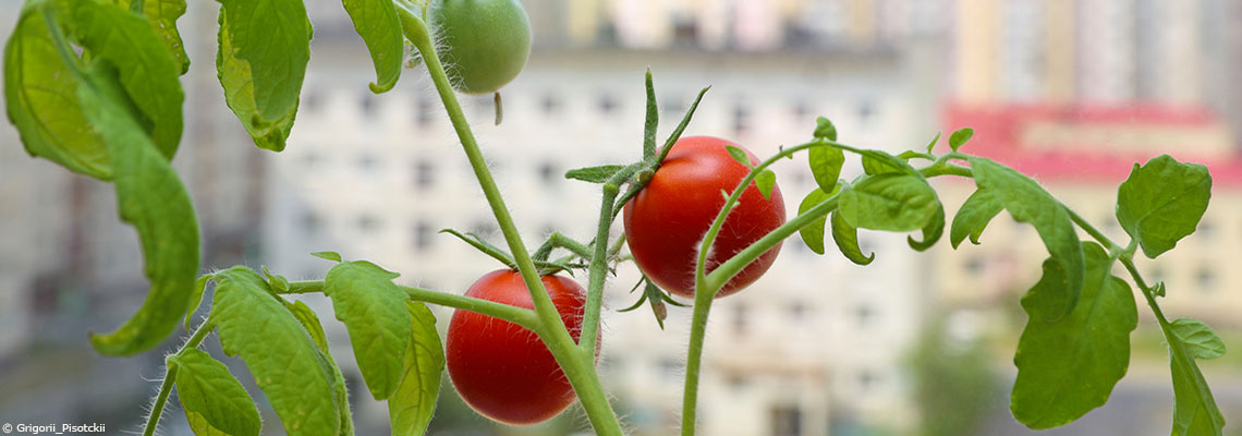 Tomates, aromatiques, fraises… Que faut-il planter sur son balcon ou sa terrasse ?